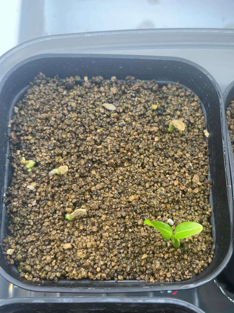 パキポディウム アンボンゲンセ Pachypodium ambongense
