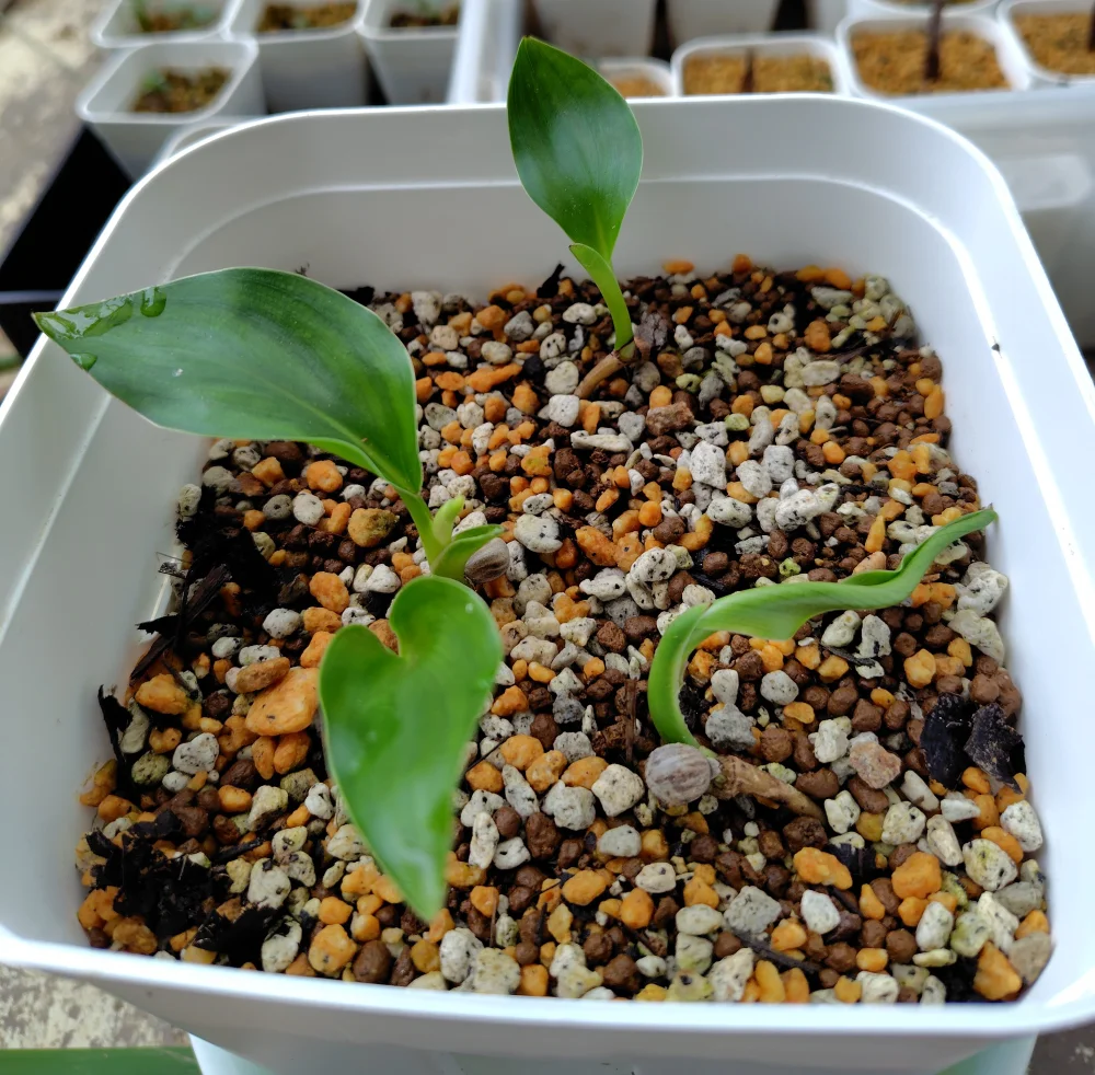 Strelitzia reginae (ストレリチア レジーナ)