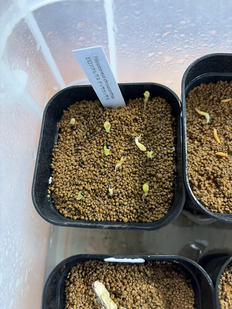 ピロソケレウス クリサカンサス Pilosocereus chrysacanthus