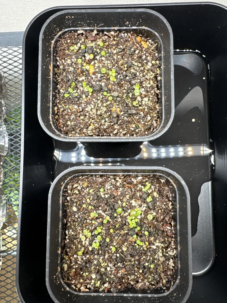 リトープス ミックス Lithops Mix Seeds｜多肉植物 初心者向け 発芽しやすい