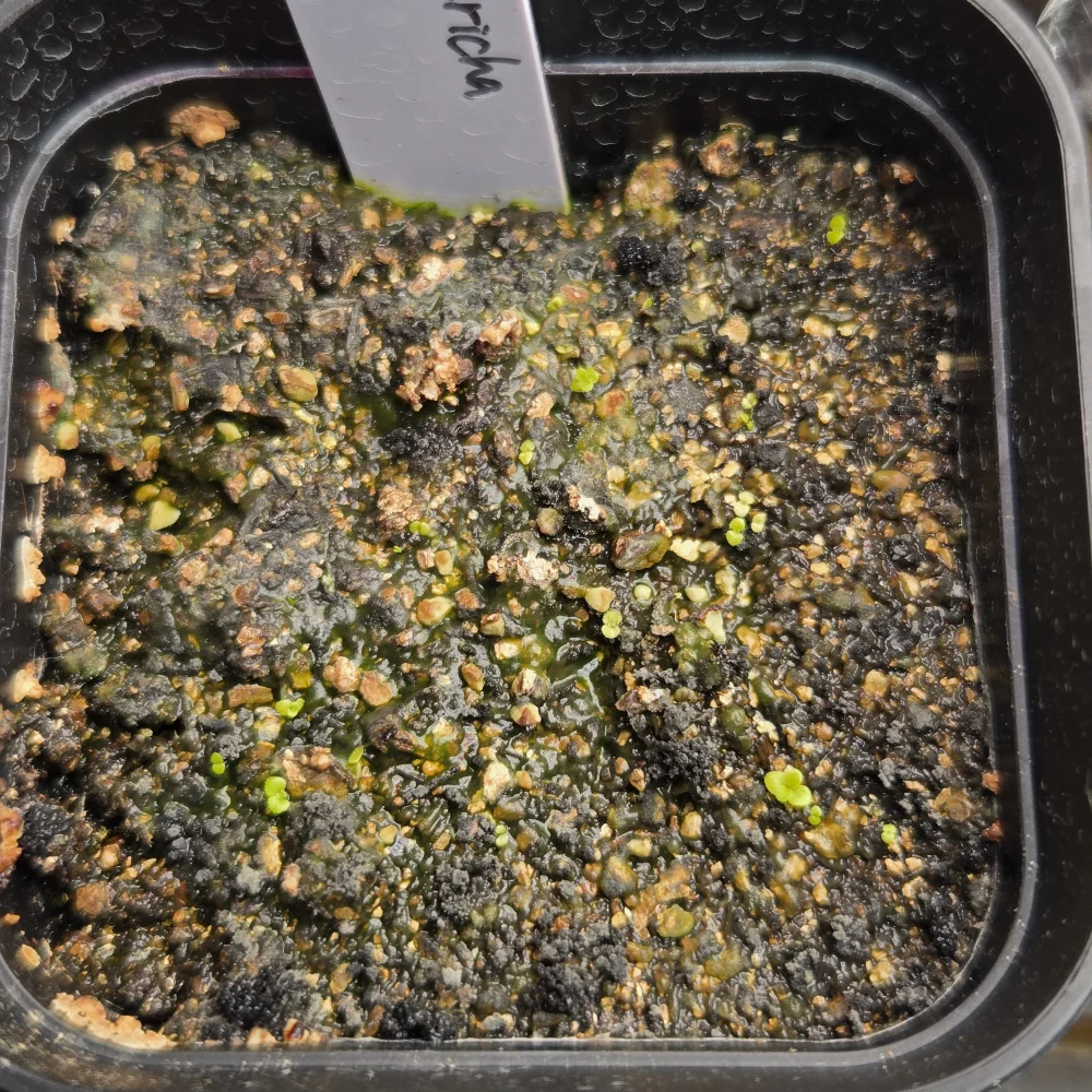 Sinningia leucotricha (シンニンギア レウコトリカ 断崖の女王)