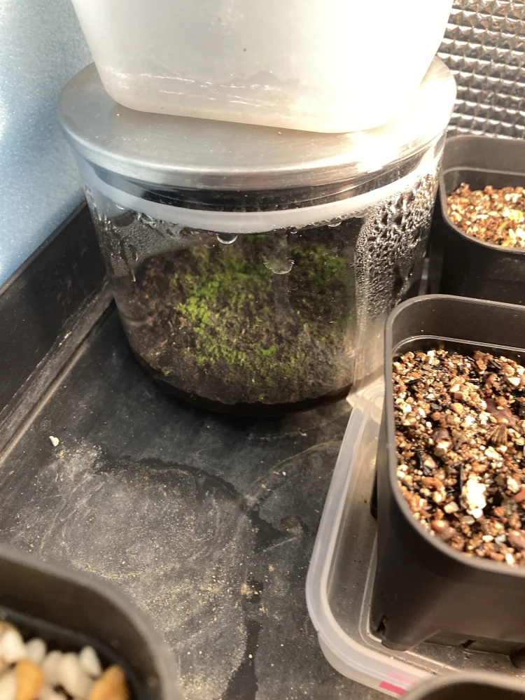 [種子/胞子] ビカクシダ コロナリウム フィリピン Platycerium coronarium Philippin