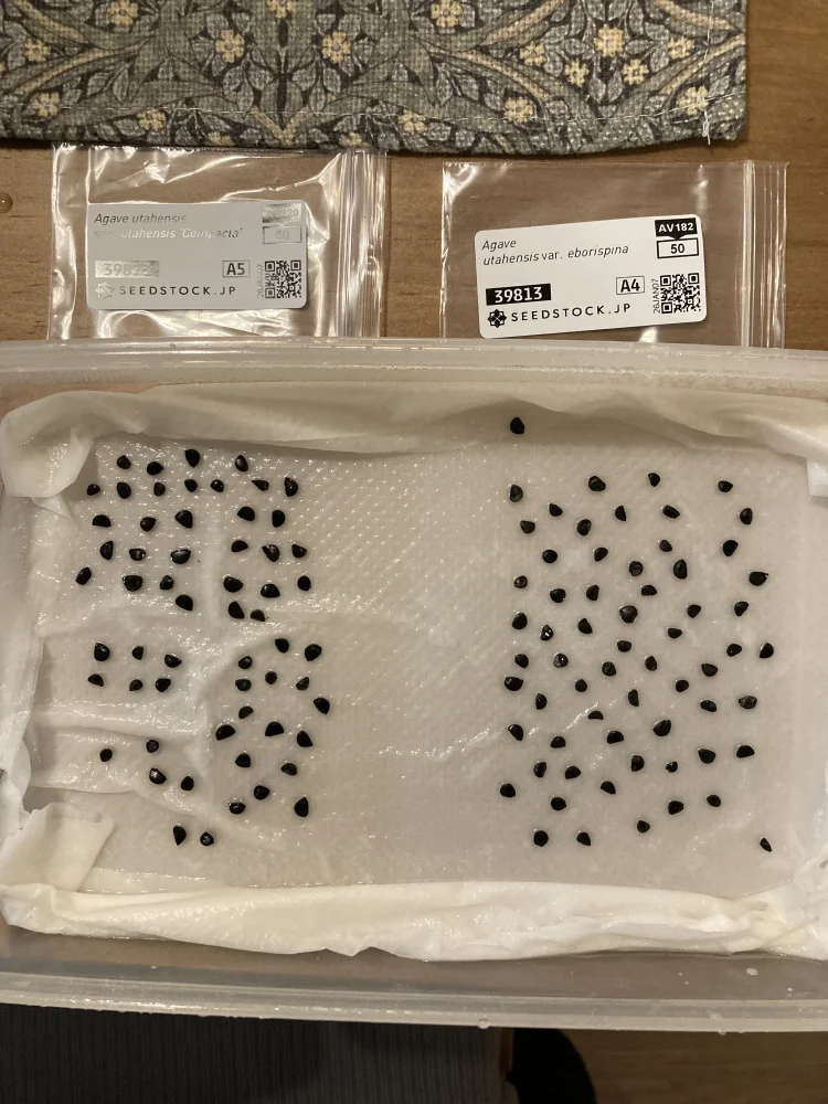 Agave utahensis var. eborispina (アガベ エボリスピナ)