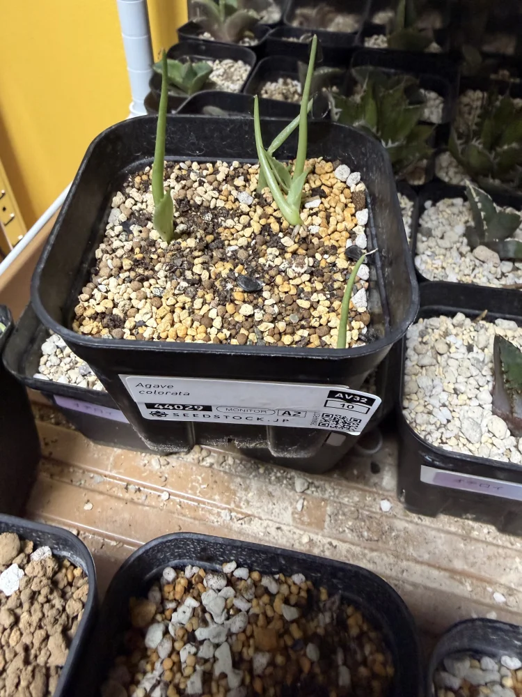 Agave colorata (アガベ コロラータ)