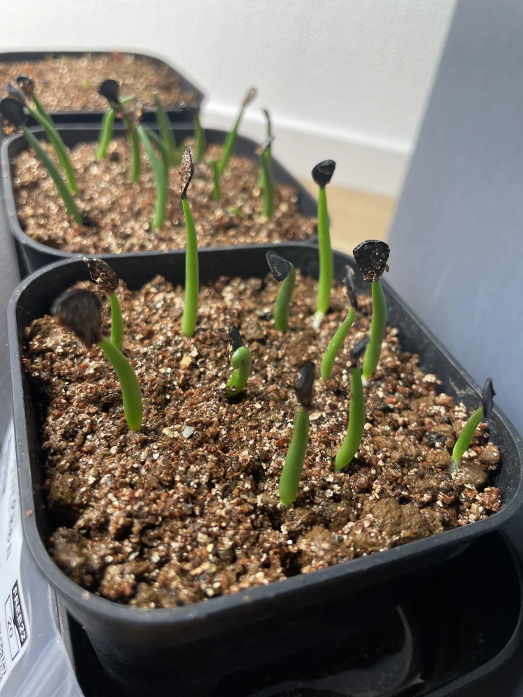 Agave parryi ssp. parryi ([少量追加:タネの日プレゼント] アガベ パリー)
