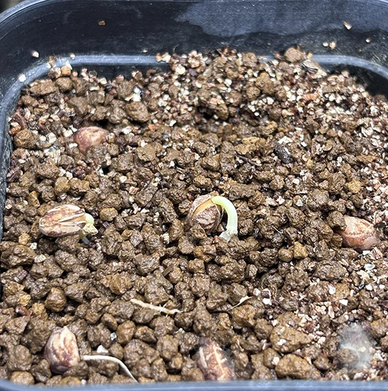 Cyphostemma woodii (キフォステンマ ウッディ)