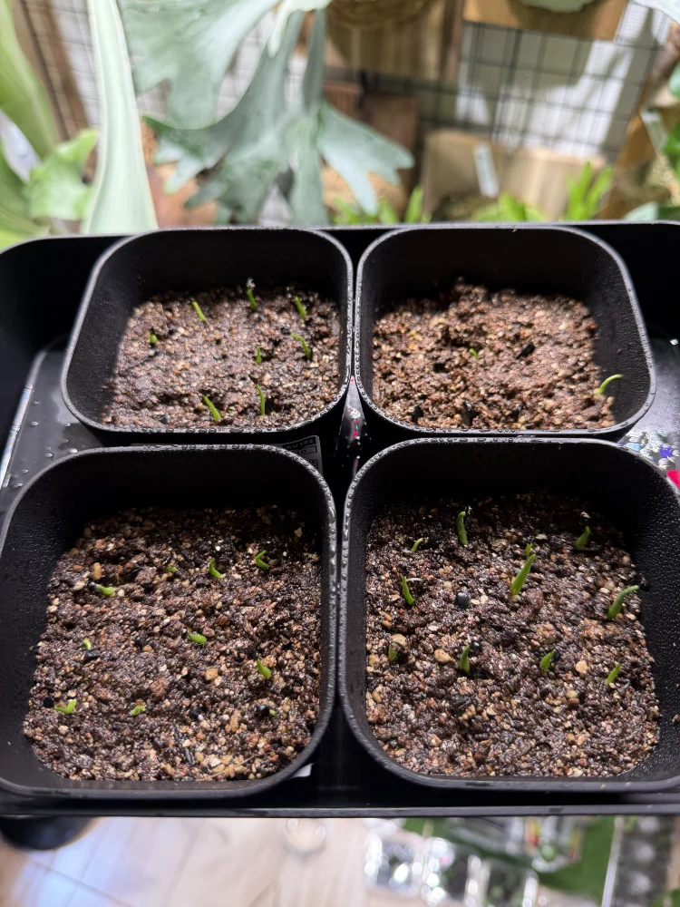 種子] アガベ エボリスピナ Agave utahensis var. eborispina｜トゲ