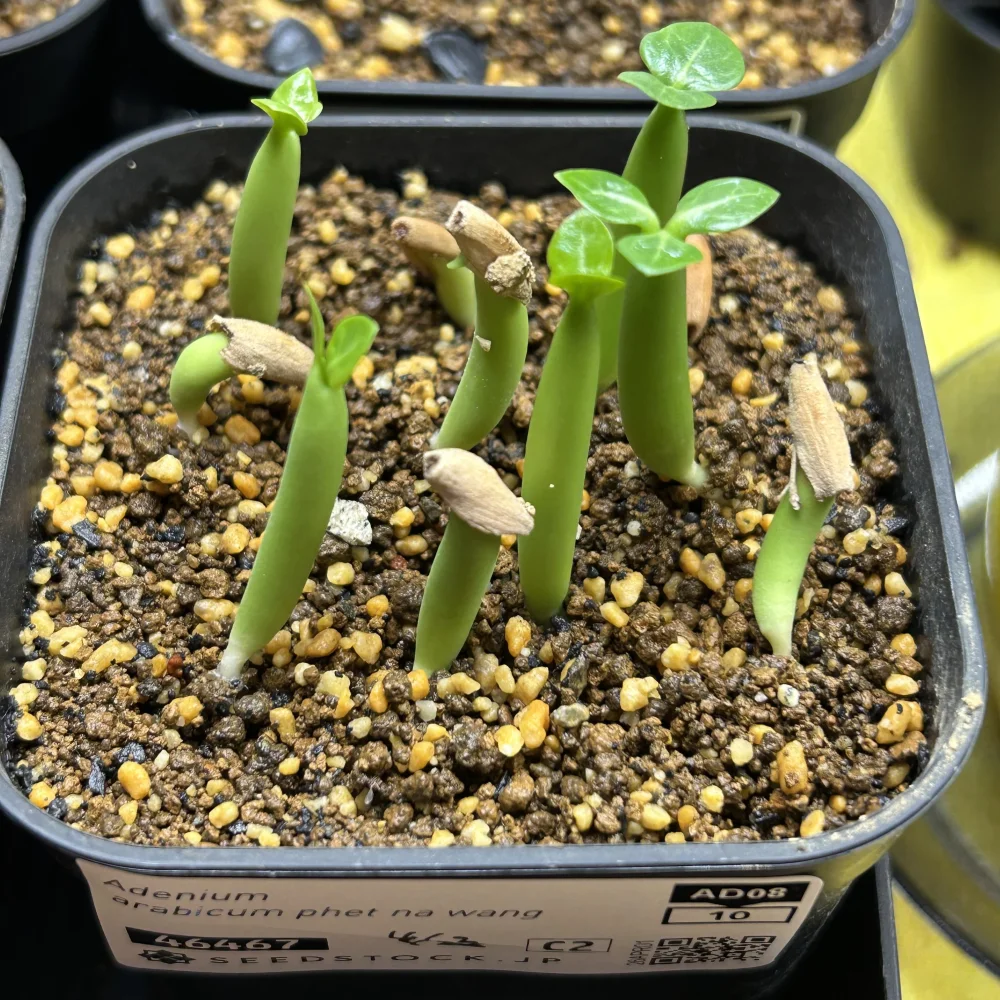 PNW Adenium arabicum phet na wang (アデニウム アラビカム)