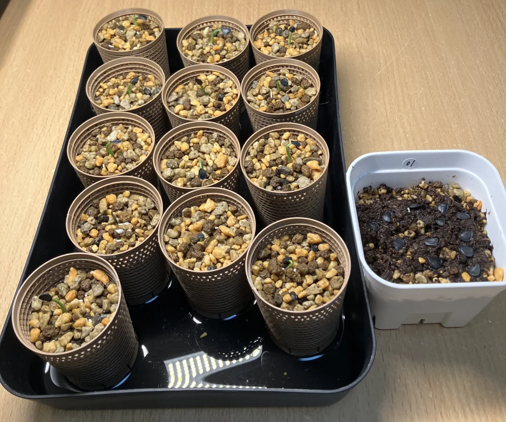 [タネの日プレゼント] アガベ パリー Agave parryi ssp. parryi