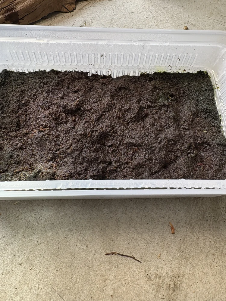 Platycerium doitung (ビカクシダ ドイトン)