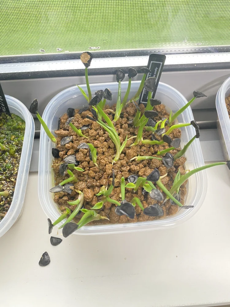 Agave americana var. oaxacensis (アガベ オアハセンシス)