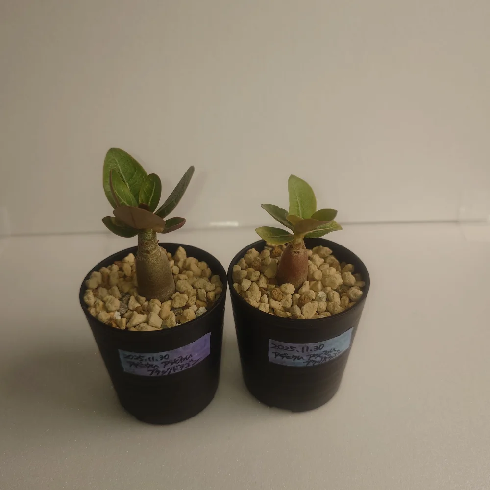 Adenium arabicum Black Dragon (アデニウム ブラックドラゴン)
