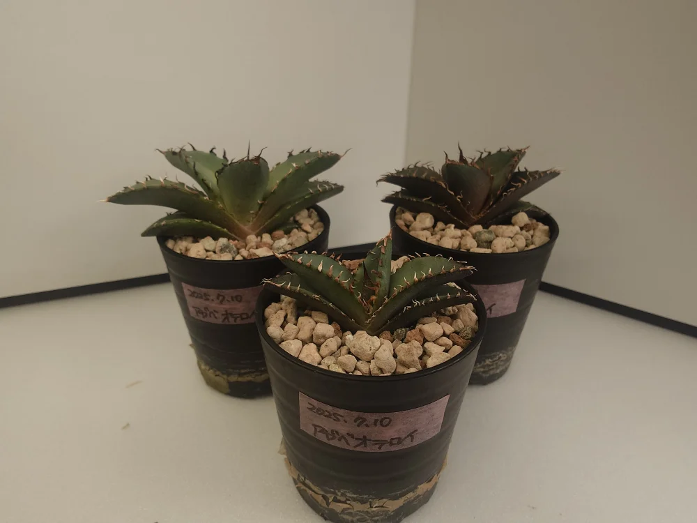 3月入荷 オテロイ 種子 1000粒 チタノタ アガベ 種子] アガベ オテロイ Agave oteroi｜人気品種 希少品種 メキシコ