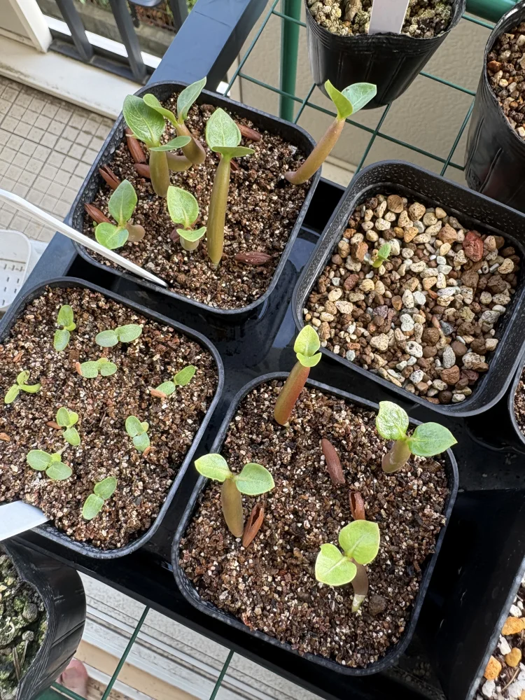 PBN Adenium thai socotranum PBN (アデニウム タイ ソコトラナム)