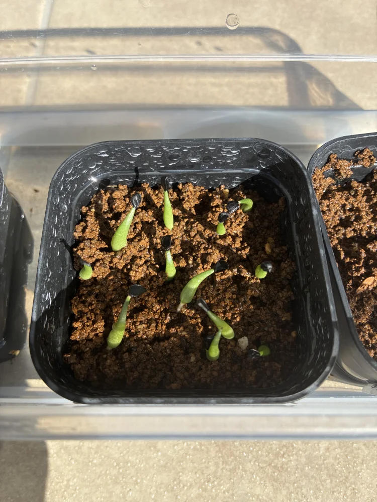 Agave pintilla (アガベ ピンティラ)