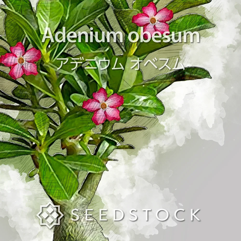 Adenium obesum (アデニウム オベスム)