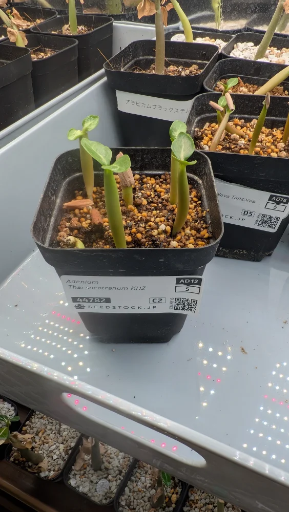 KHZ Adenium thai socotranum KHZ (アデニウム タイ ソコトラナム)