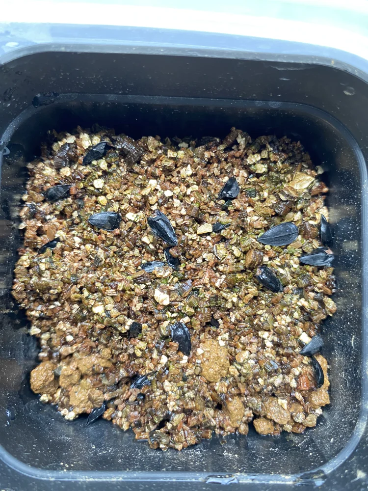 Xanthorrhoea gracilis (ザントロエア グラキリス)