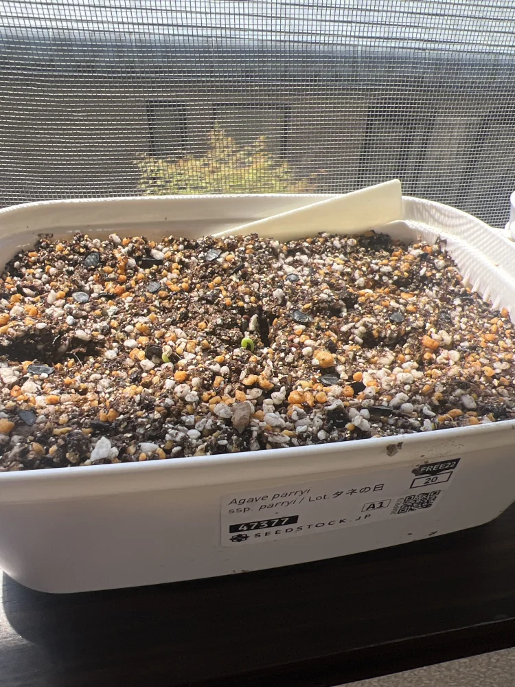 Agave parryi ssp. parryi