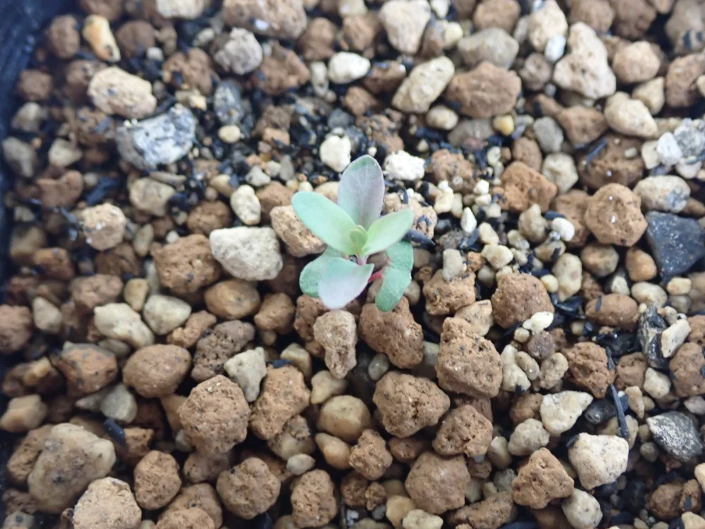 Eucalyptus parvula (ユーカリ スモールリーブガム)