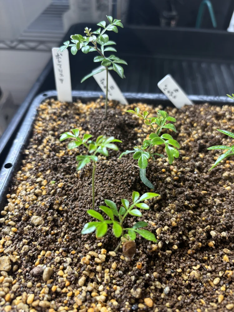 Operculicarya decaryi (オペルクリカリア デカリー)