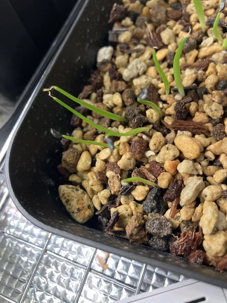 Agave utahensis var. eborispina (アガベ エボリスピナ)