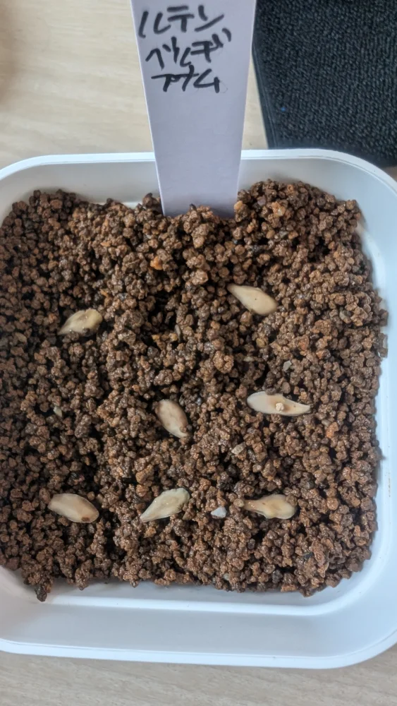 Pachypodium rutenbergianum var. rutenbergianum (パキポディウム ルテンベルギアナム)