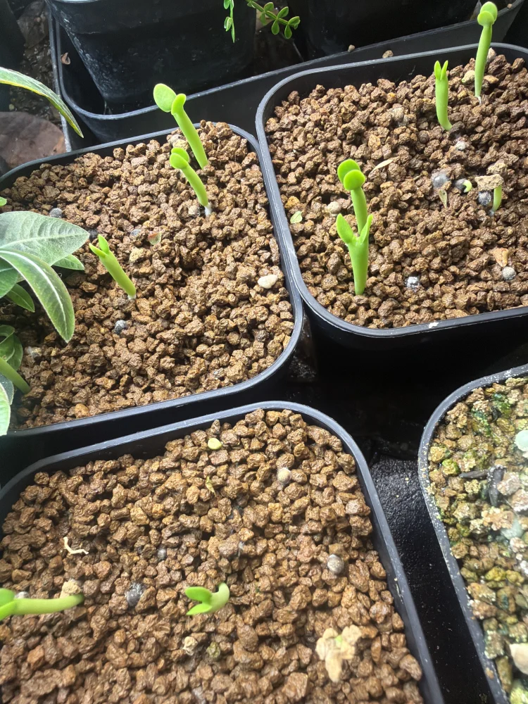 ユーフォルビア グラニティコラ Euphorbia graniticola