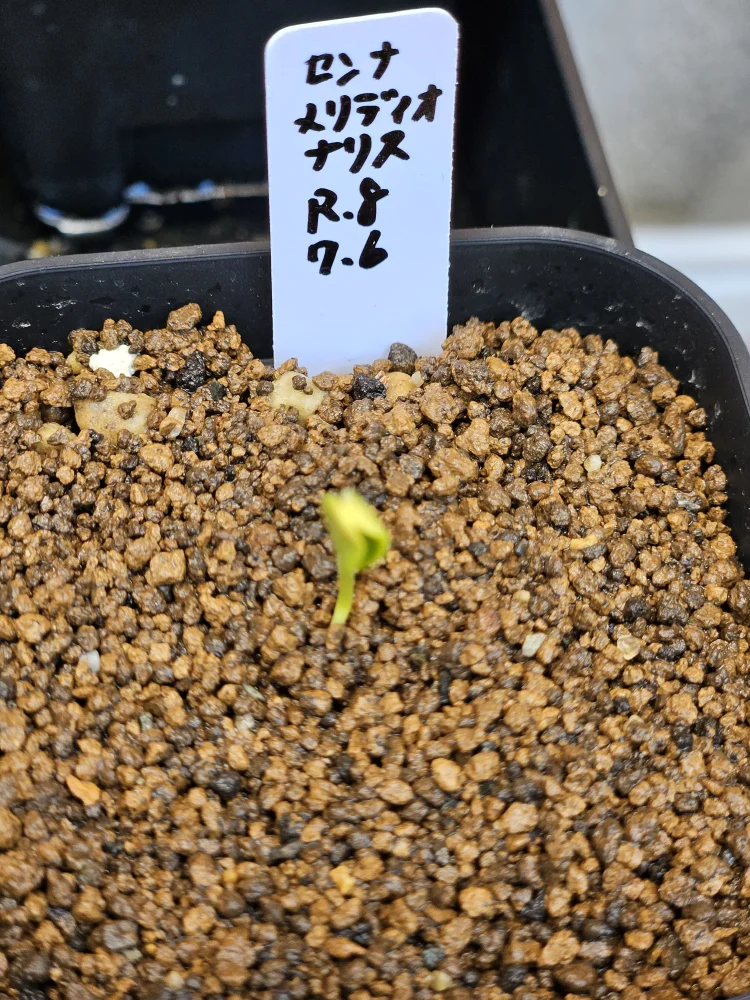 Senna meridionalis Lot. FREE ([プレゼント種子/終了しました] センナ メリディオナリス)