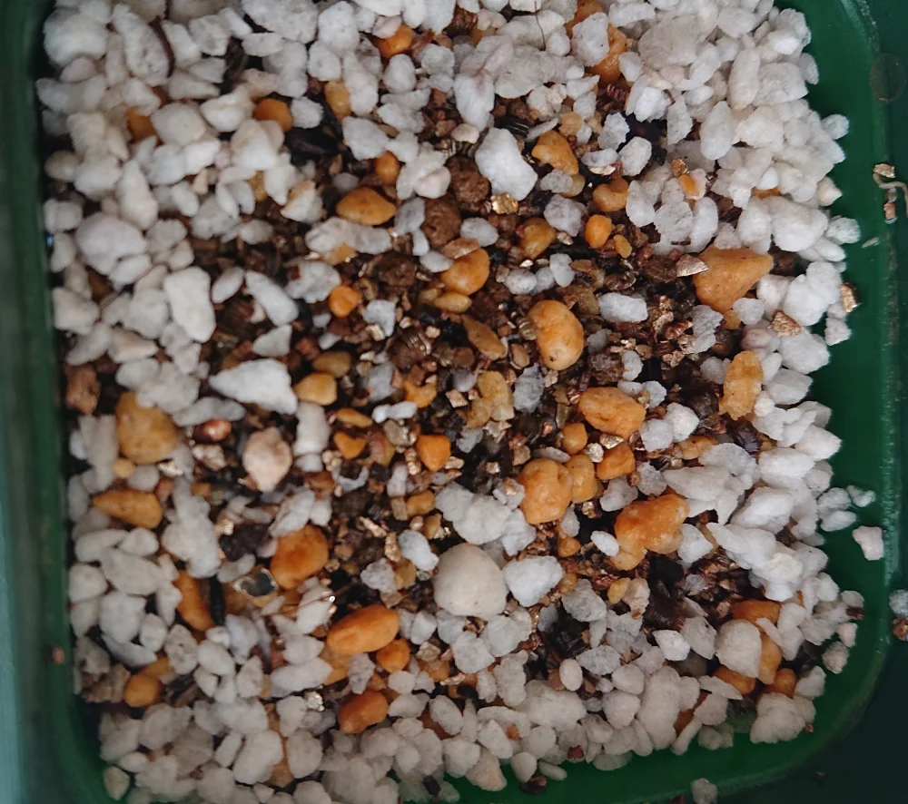 ベイセリアメキシカーナ