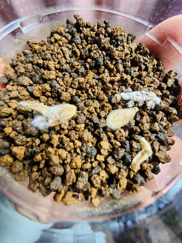 パキポディウム メナベウム Pachypodium menabeum