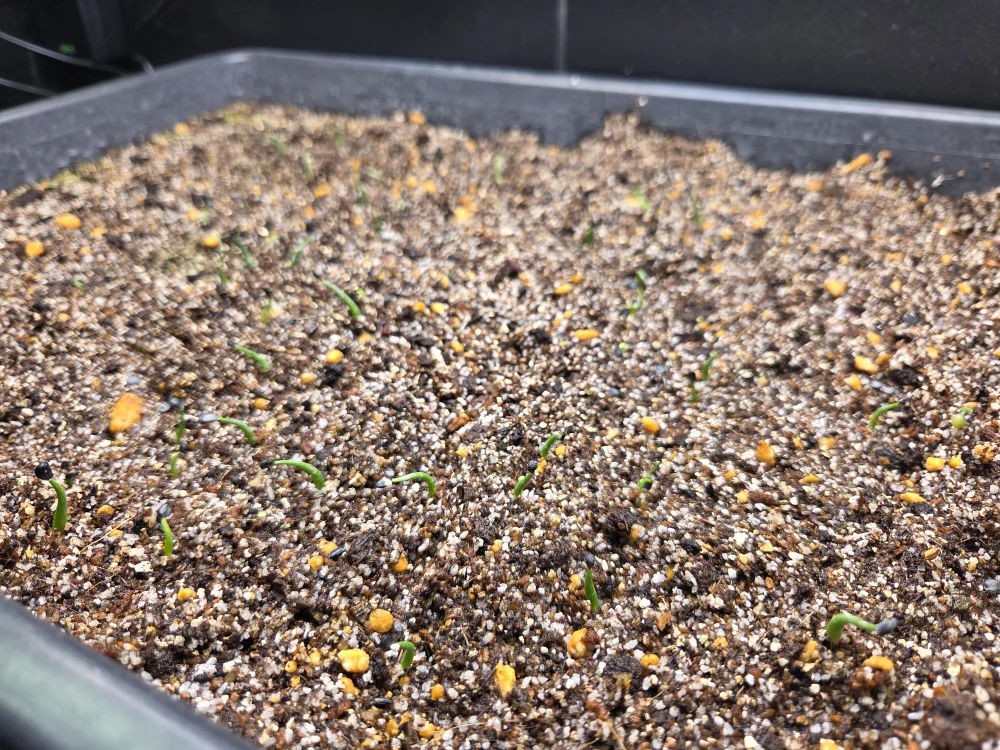 Agave utahensis var. eborispina (アガベ エボリスピナ)