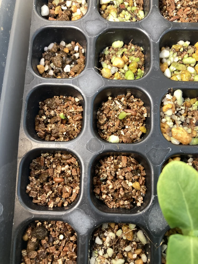 パキポディウム デンシフローラム Pachypodium densiflorum var. densiflorum