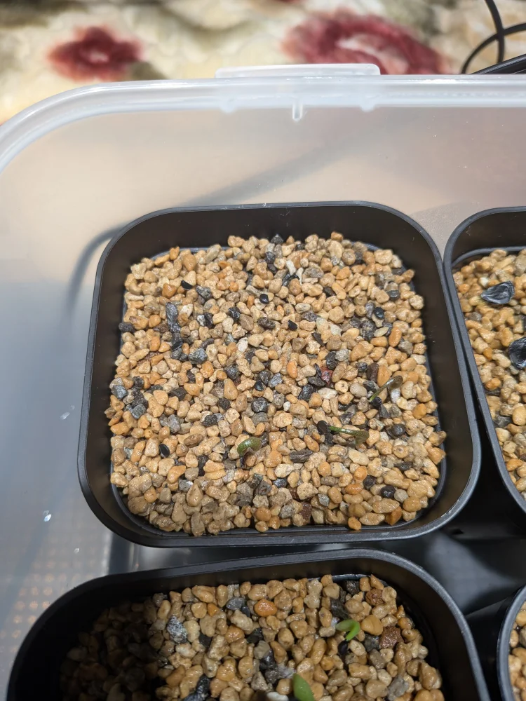 Agave megalodonta (アガベ メガロドンタ)