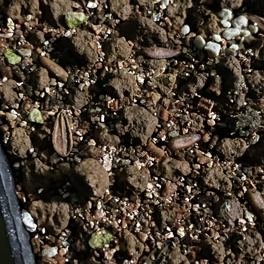 種子] パキポディウム グラキリス Pachypodium rosulatum var