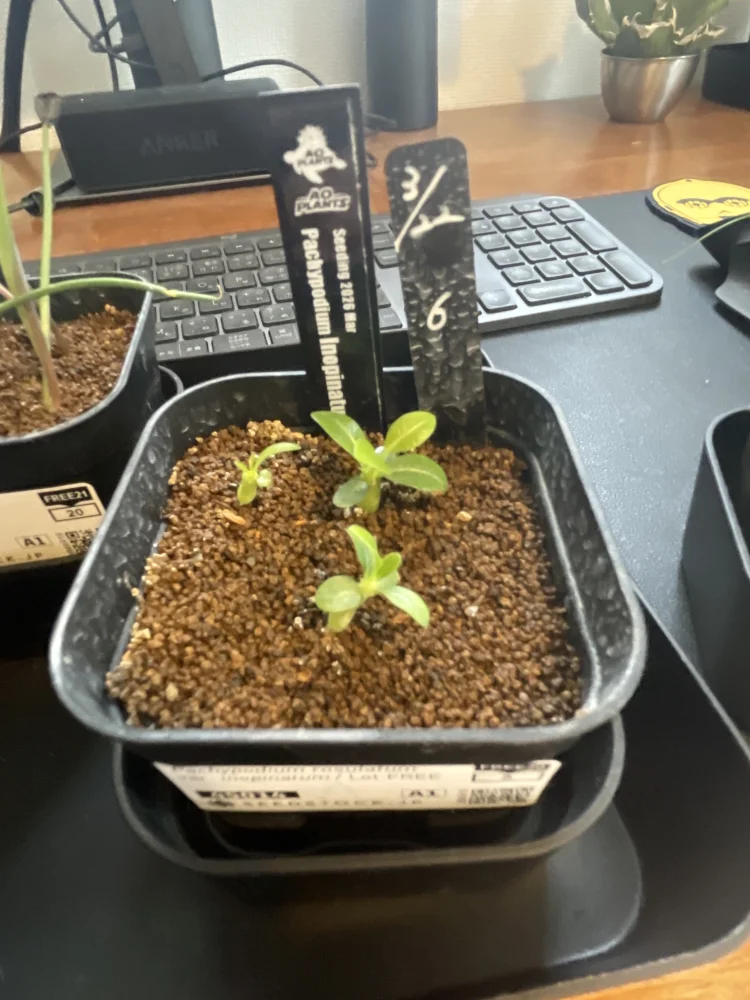 Pachypodium rosulatum var. inopinatum ([プレゼント種子 3月22日まで] パキポディウム イノピナツム)