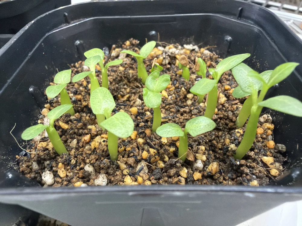 Pachypodium rosulatum var. inopinatum (パキポディウム イノピナツム)