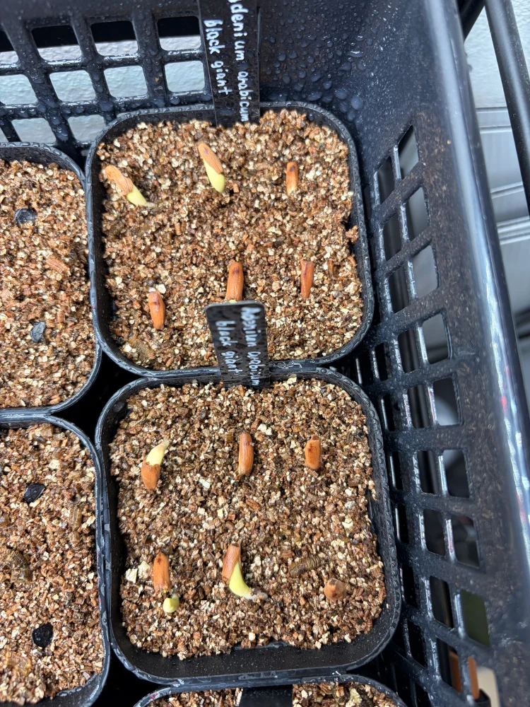 アデニウムアラビカム　ブラックジャイアント