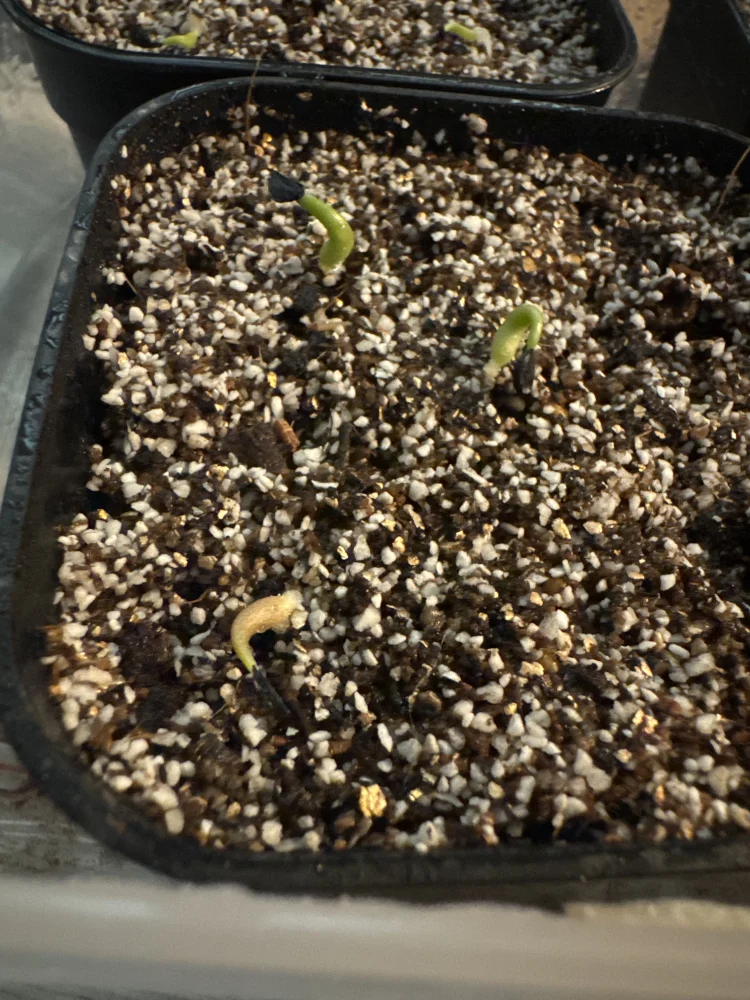 アガベ オテロイ Agave oteroi Lot.2025L