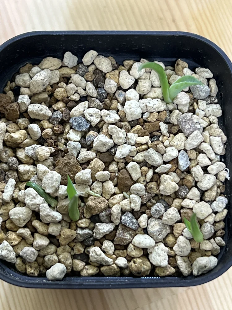 Agave ovatifolia Giant (アガベ オバティフォリア ジャイアント)