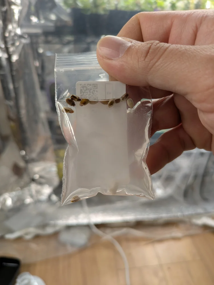 Jatropha paradoxa (ヤトロファ パラドクサ)