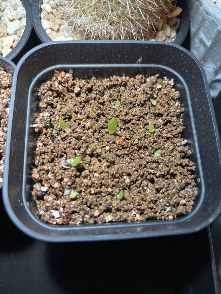 Aloe africana (アロエ アフリカーナ)