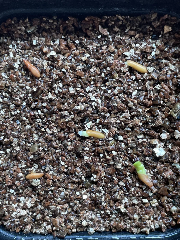 種子] パキポディウム グラキリス Lot.2026MAY Pachypodium rosulatum