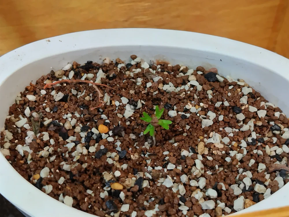 Boswellia nana (ボスウェリア ナナ)
