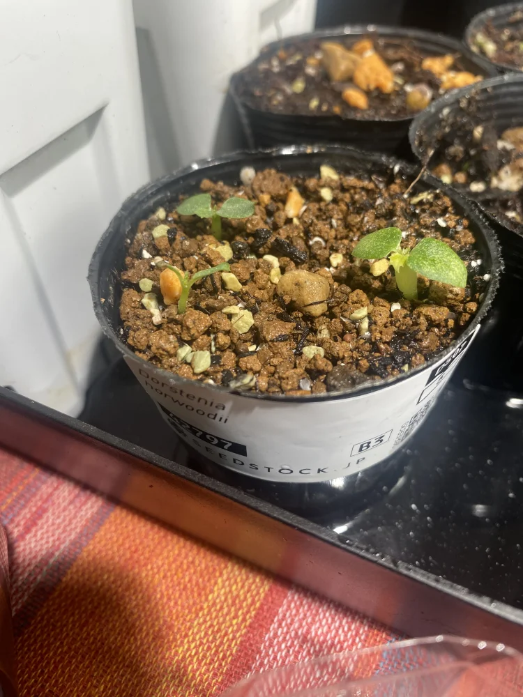 Dorstenia horwoodii (ドルステニア ホルウッディ)