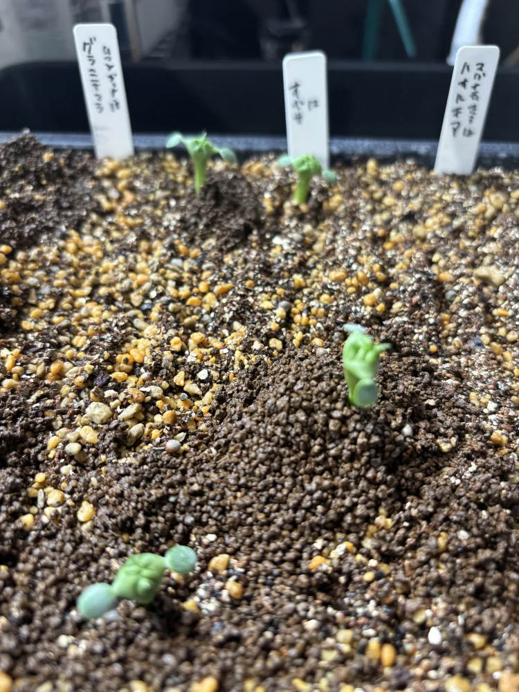 Euphorbia obesa (ユーフォルビア オベサ)