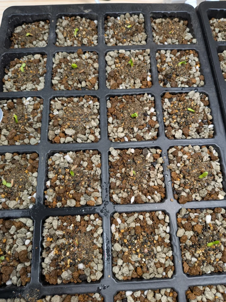 Pachypodium rosulatum var. gracilius Lot. (パキポディウム グラキリス)
