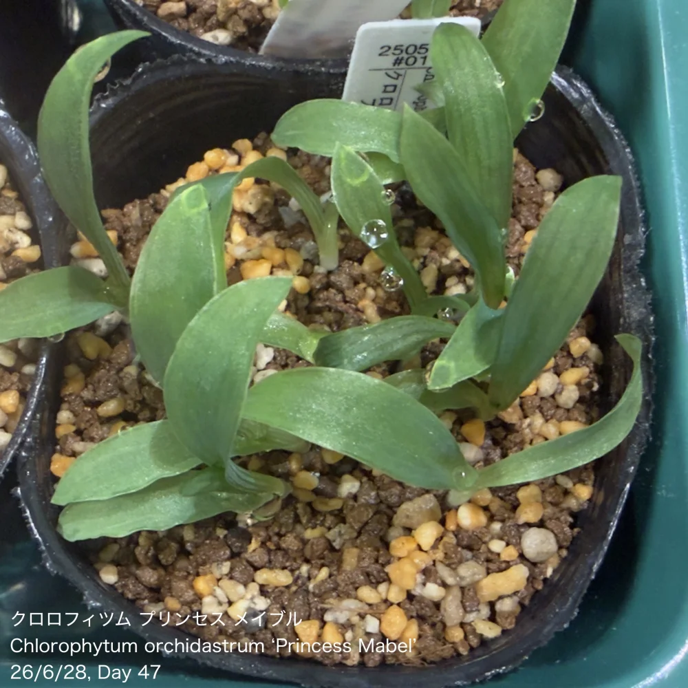 Chlorophytum orchidastrum (クロロフィツム プリンセス メイブル)