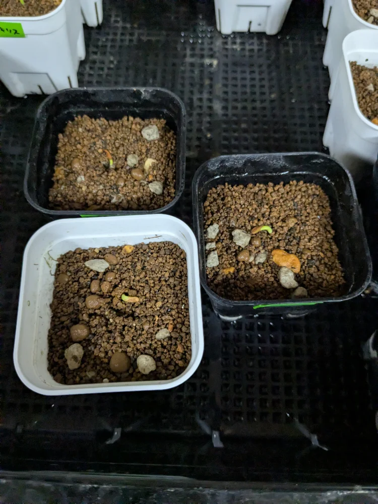 パキポディウム マカイエンセ Pachypodium rosulatum ssp. makayense | 塊根植物 コーデックス 魔界玉 マダガスカル 希少種