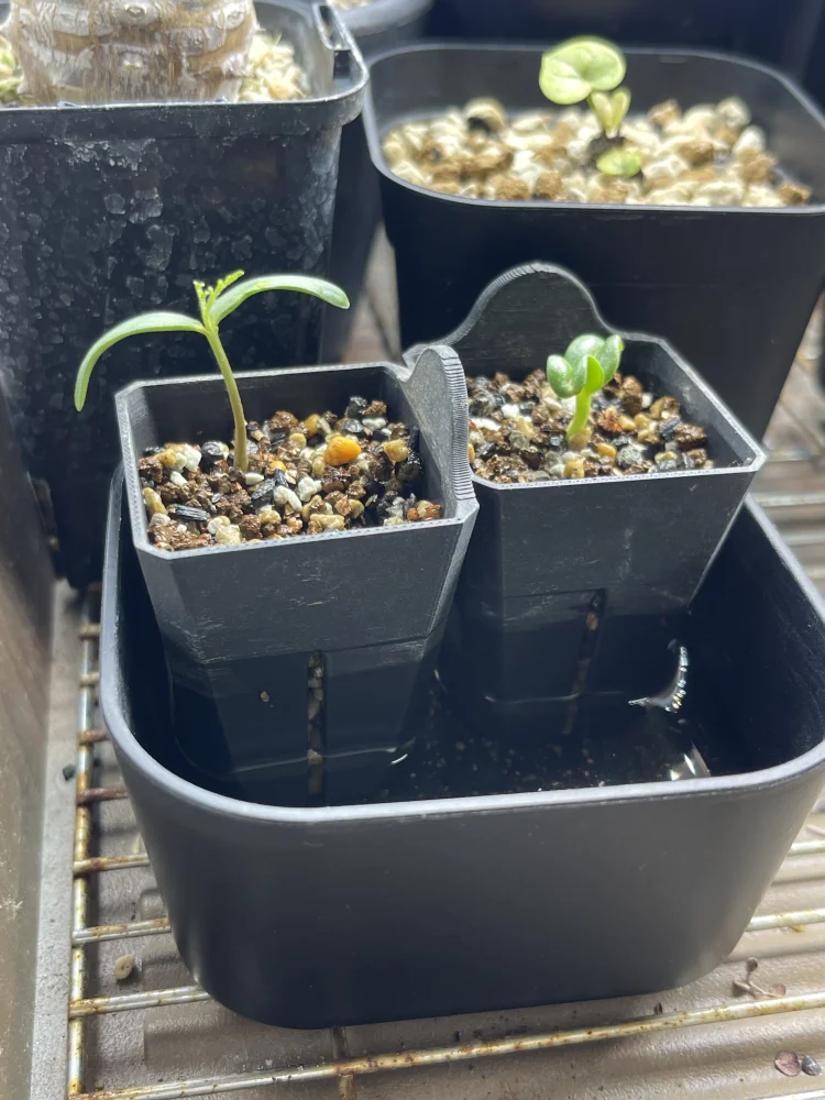 Operculicarya hyphaenoides (オペルクリカリア ヒファエノイデス)